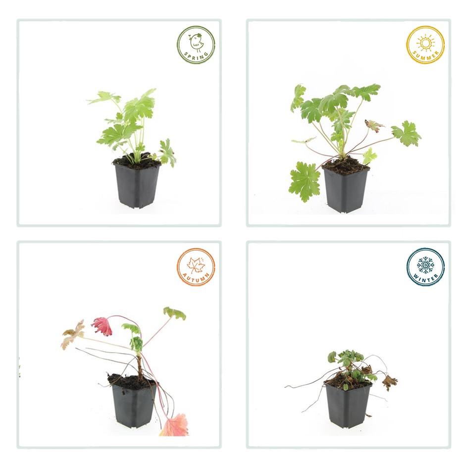 Geranium macrorrhizum 'Ingwersen’s Var.' (Storchschnabel) – 60 Pflanzen, Ø9 cm, 10–25 cm hoch – Bild 4