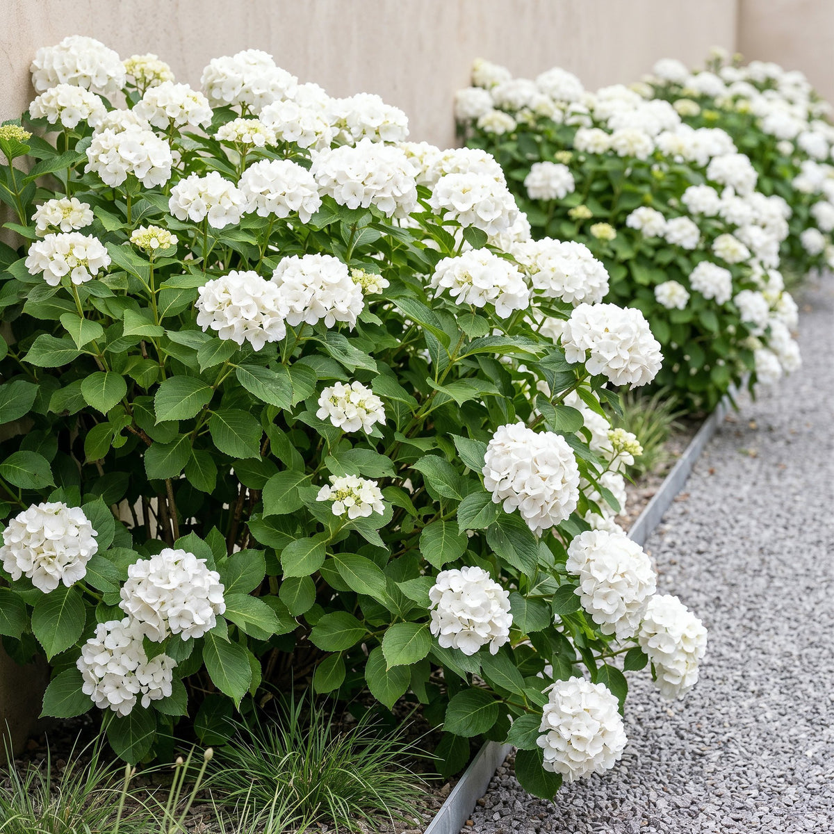 Hydrangea macrophylla (hortensia) – wit – Ø17 cm, 30 cm hoog