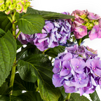 Hydrangea macrophylla 'Blue' (Hortensie) – Ø 24 cm, 70–80 cm hoch