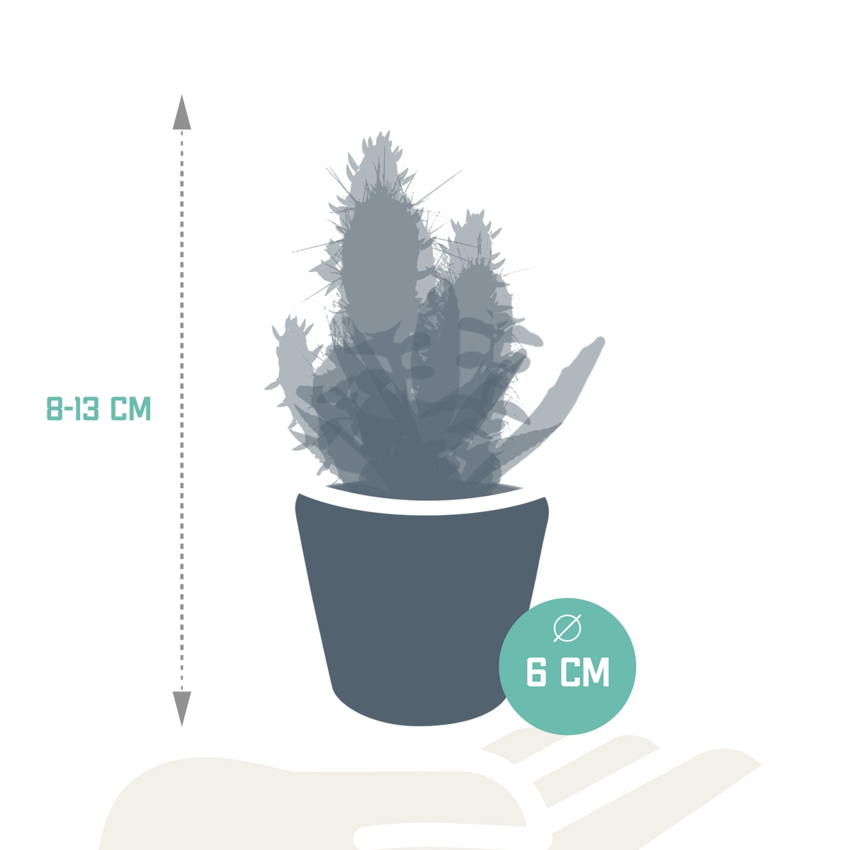 15× Mélange de cactus et plantes grasses (Cactaceae) – Ø6 cm, 13 cm de haut