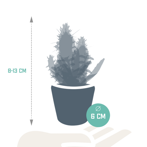 15× Kaktus- und Sukkulenten-Mix (Cactaceae) – Ø 6 cm, 13 cm hoch