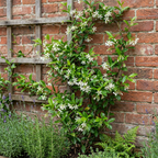 Trachelospermum jasminoides (jasmin de Toscane) – blanc – 6 plantes, Ø9 cm, 35 cm de haut