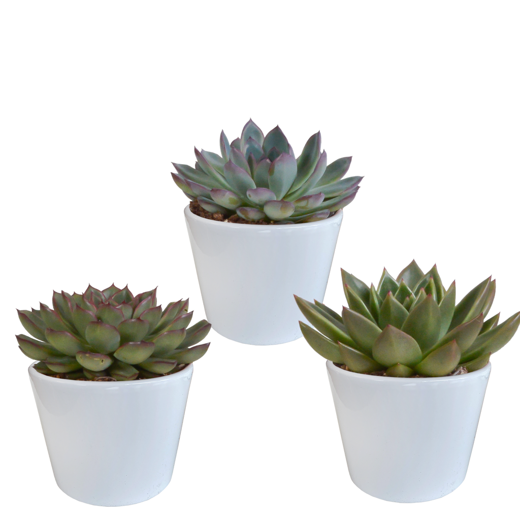 Echeveria mix in witte pot – Ø11 cm, 21 cm hoog