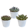 Echeveria mix in witte pot – Ø11 cm, 21 cm hoog