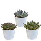 Echeveria mix in witte pot – Ø11 cm, 21 cm hoog