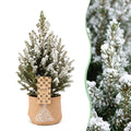 4× Picea glauca Conica (julegran) i jut sæk – Ø17 cm, 65 cm høj – hvid