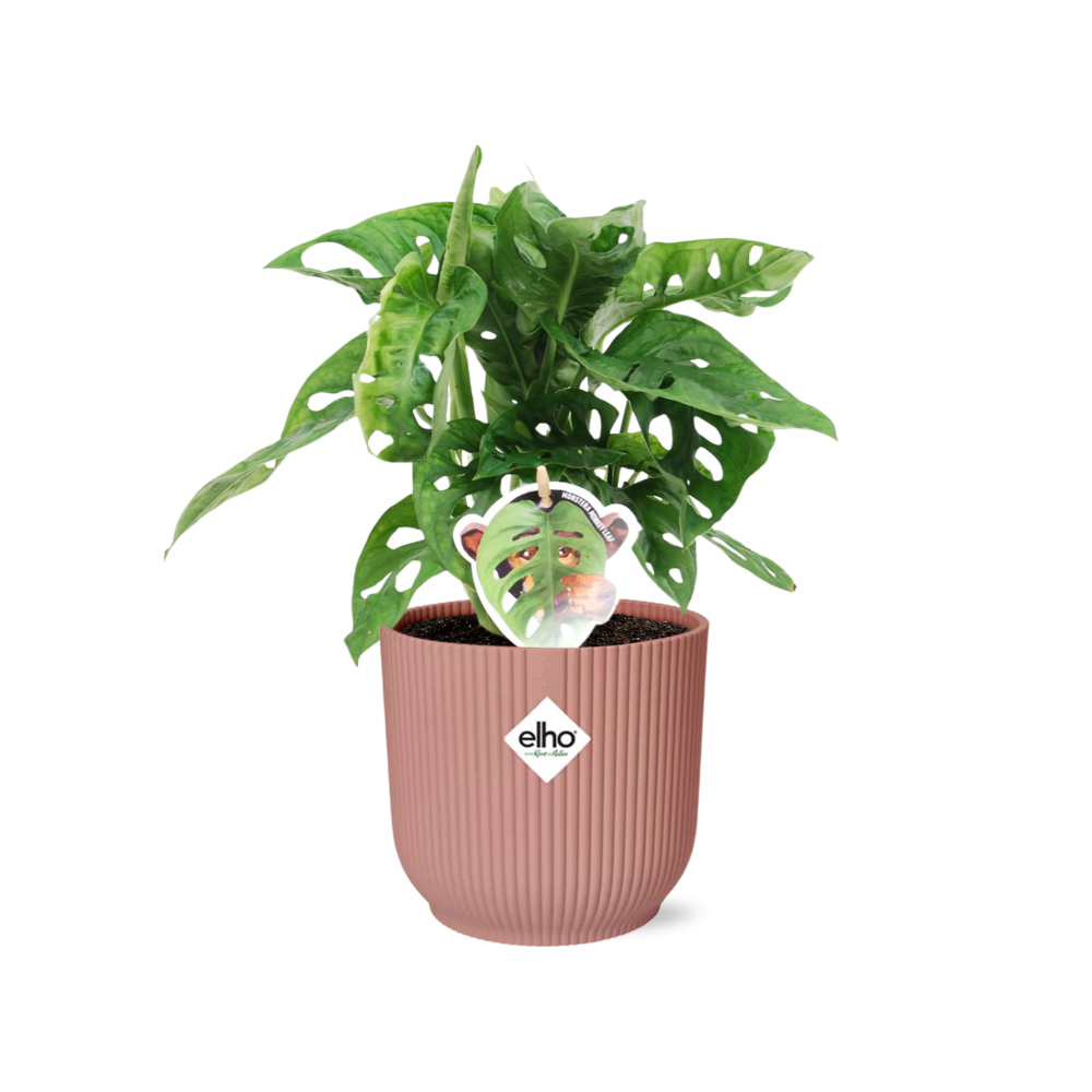 Monstera ‘Monkey Leaf’ in ELHO Vibes Fold 14cm rosa (Fensterblatt) – 30 cm hoch