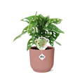 Monstera ‘Monkey Leaf’ in ELHO Vibes Fold 14cm rosa (Fensterblatt) – 30 cm hoch