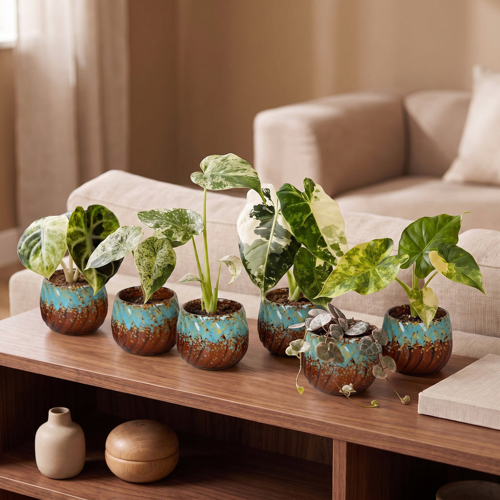 6× Babyplanter Variegata Mix incl. Copper Reef – Ø6 cm, 10–15 cm høj