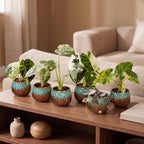 6× Babyplanter Variegata Mix incl. Copper Reef – Ø6 cm, 10–15 cm høj