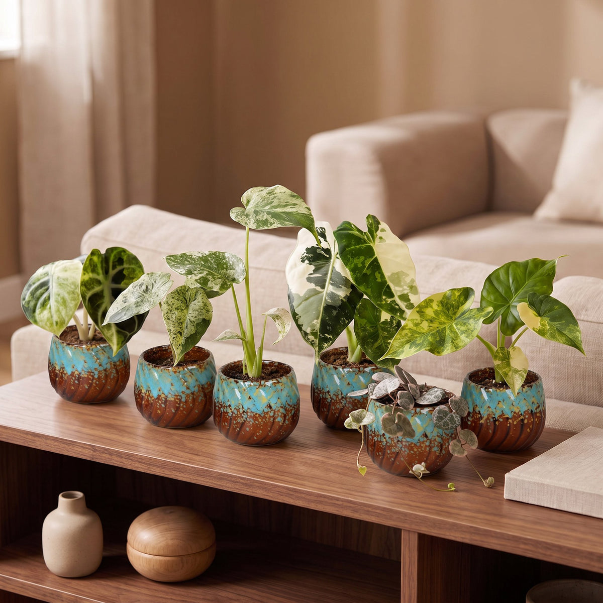 6× Babyplanter Variegata Mix incl. Copper Reef – Ø6 cm, 10–15 cm høj