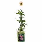 Passiflora 'Victoria' (passiebloem) – rood-roze – 6 planten, Ø9 cm, 35 cm hoog