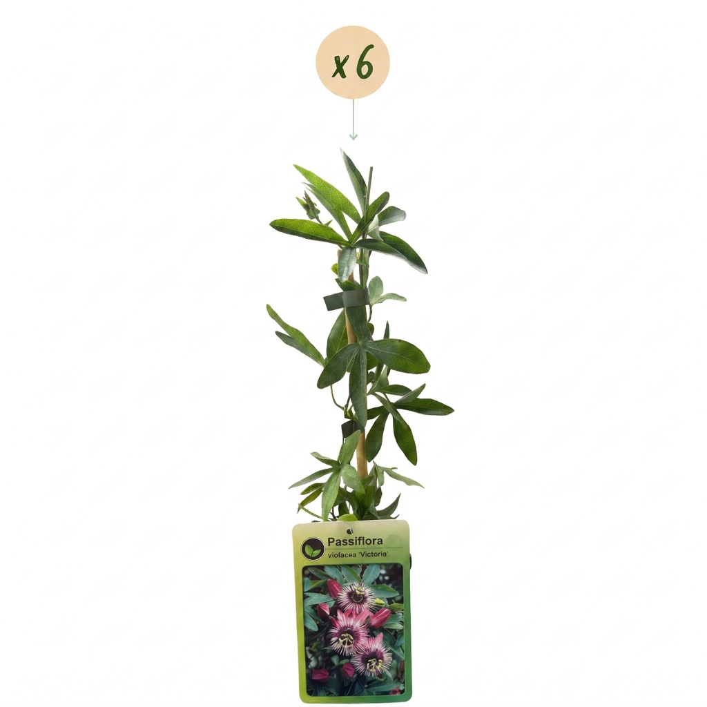 Passiflora 'Victoria' (passiebloem) – rood-roze – 6 planten, Ø9 cm, 35 cm hoog – foto 2