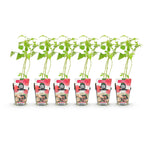 Rubus idaeus 'Heritage' (raspberry) – 6 plants, Ø9 cm, 35 cm high