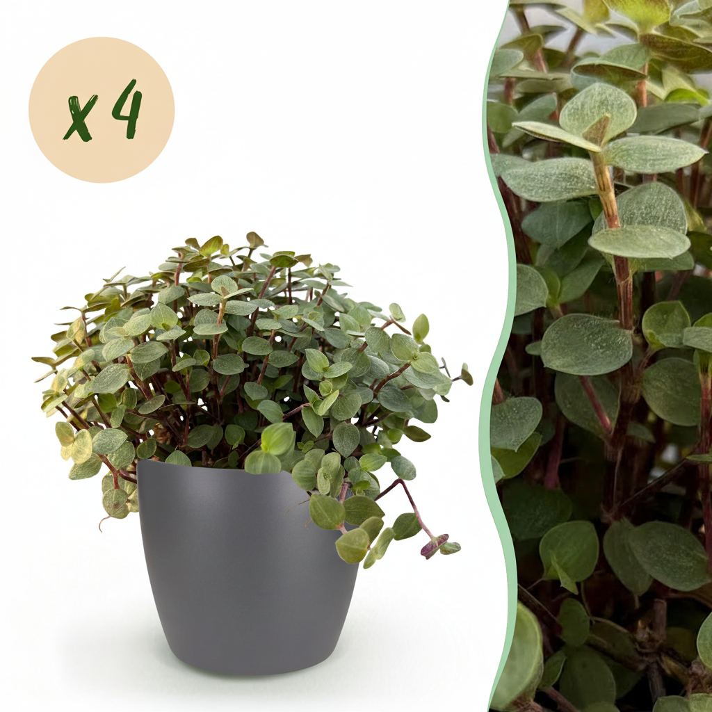 4× Callisia repens i Potter-sirligpotte grå – Ø12 cm, 17–20 cm høj