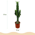 Euphorbia eritrea – Ø19 cm, 70 cm hoog