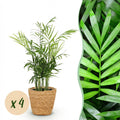 4× Palmier doré (Dypsis) avec panier – Ø12 cm, 15 cm de haut