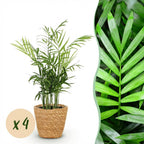 4× Palmier doré (Dypsis) avec panier – Ø12 cm, 15 cm de haut