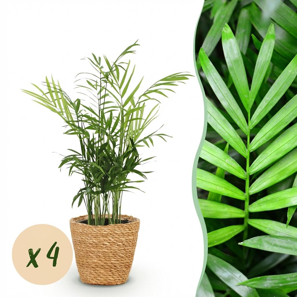 4× Goudpalm (Dypsis) met mand – Ø12 cm, 15 cm hoog
