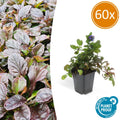Ajuga reptans (creeping bugleweed) – 60 plants, Ø9 cm, 10–25 cm high