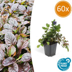 Ajuga reptans (creeping bugleweed) – 60 plants, Ø9 cm, 10–25 cm high