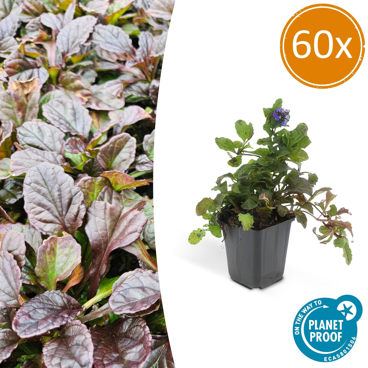 Ajuga reptans (creeping bugleweed) – 60 plants, Ø9 cm, 10–25 cm high