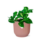 Epipremnum Pinnatum ‘Aureum’ en ELHO Vibes Fold 14 cm rose (scindapsus) – 20 cm de haut
