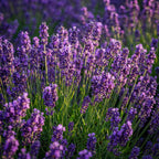Lavandula angustifolia 'Munstead' (lavande) – violet – 6 plants, Ø12 cm, 15–25 cm de haut