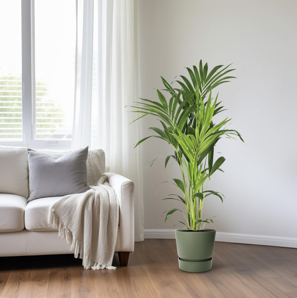 Howea forsteriana (kentiapalm) – Ø21 cm, 130 cm hög