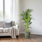 Howea forsteriana (kentiapalm) – Ø21 cm, 130 cm hög