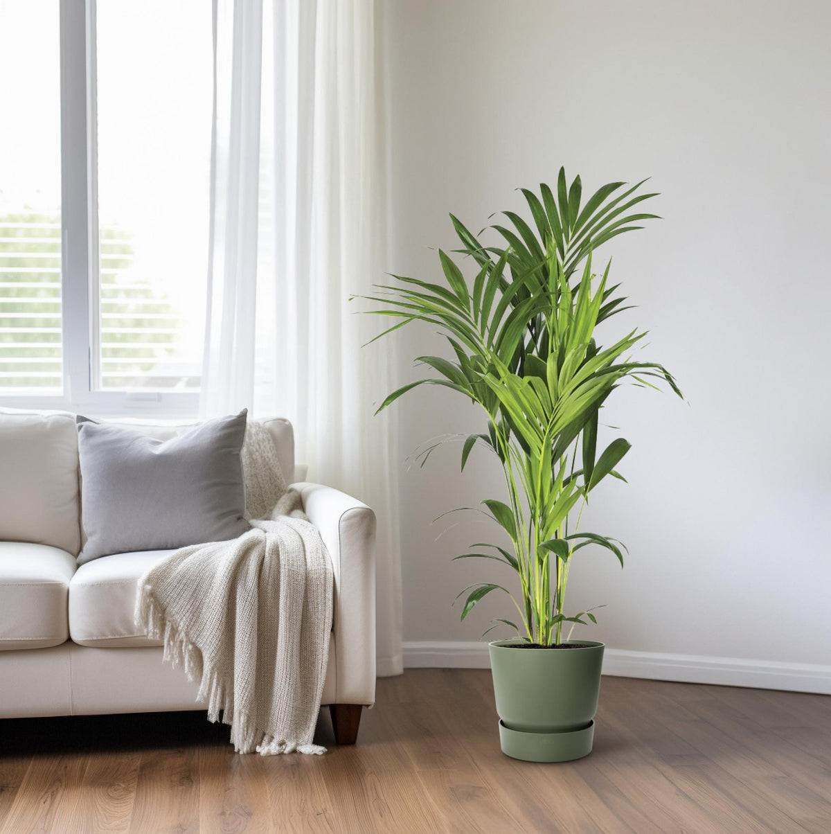 Howea forsteriana (kentiapalm) – Ø21 cm, 130 cm hög