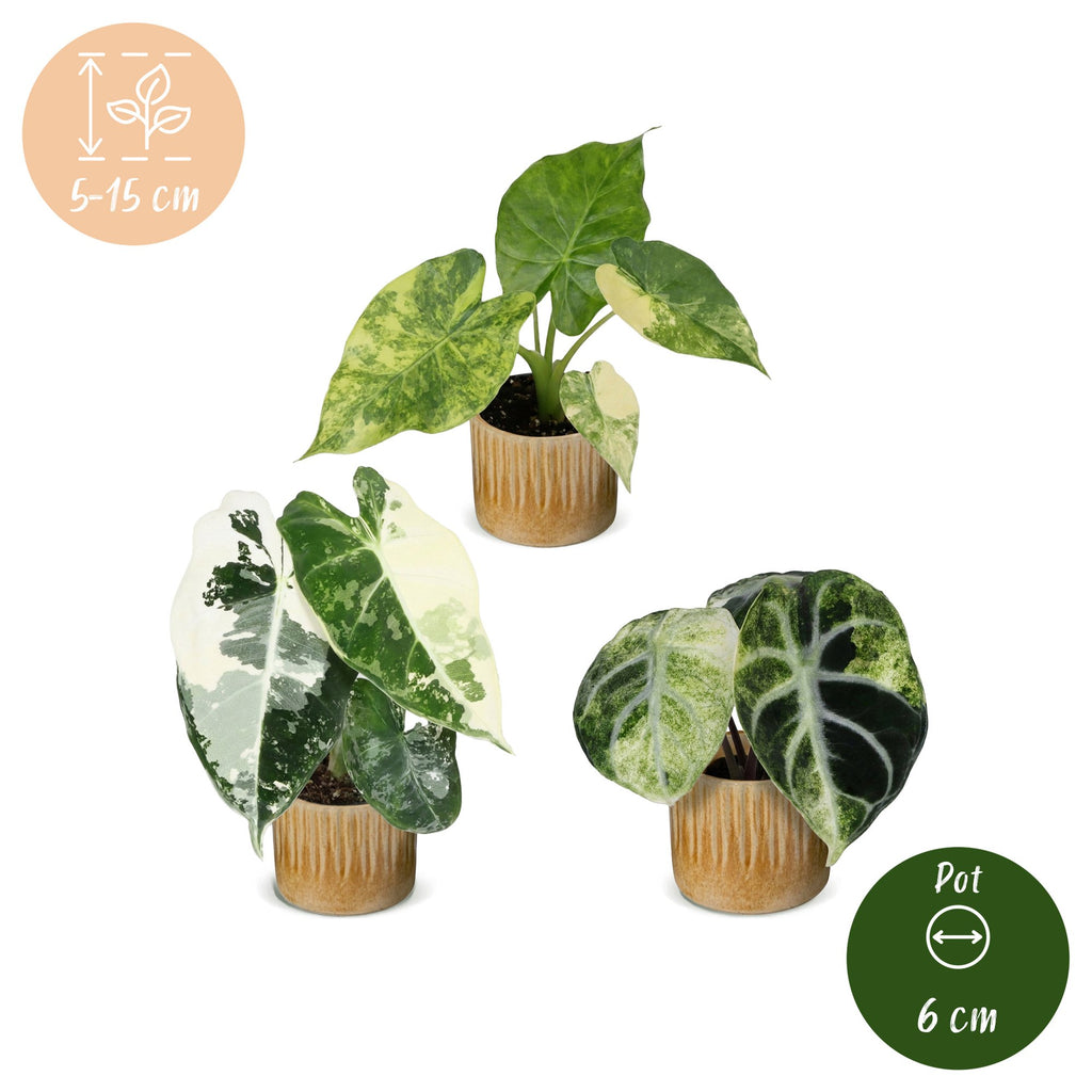 3× Baby Alocasia Tricolour Variegata (elephant ear) incl. Linnea Honey – Ø6 cm, 5–15 cm tall – photo 5