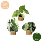 3× Baby Alocasia Tricolour Variegata (elephant ear) incl. Linnea Honey – Ø6 cm, 5–15 cm tall