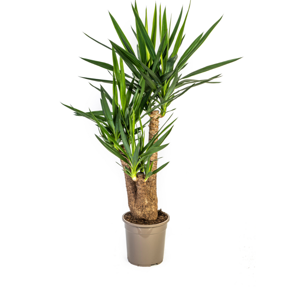 Yucca elephantipes Vertakt – Ø24 cm, 80–100 cm hoog