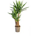 Yucca elephantipes Vertakt – Ø24 cm, 80–100 cm hoog