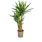 Yucca elephantipes Vertakt – Ø24 cm, 80–100 cm hoog