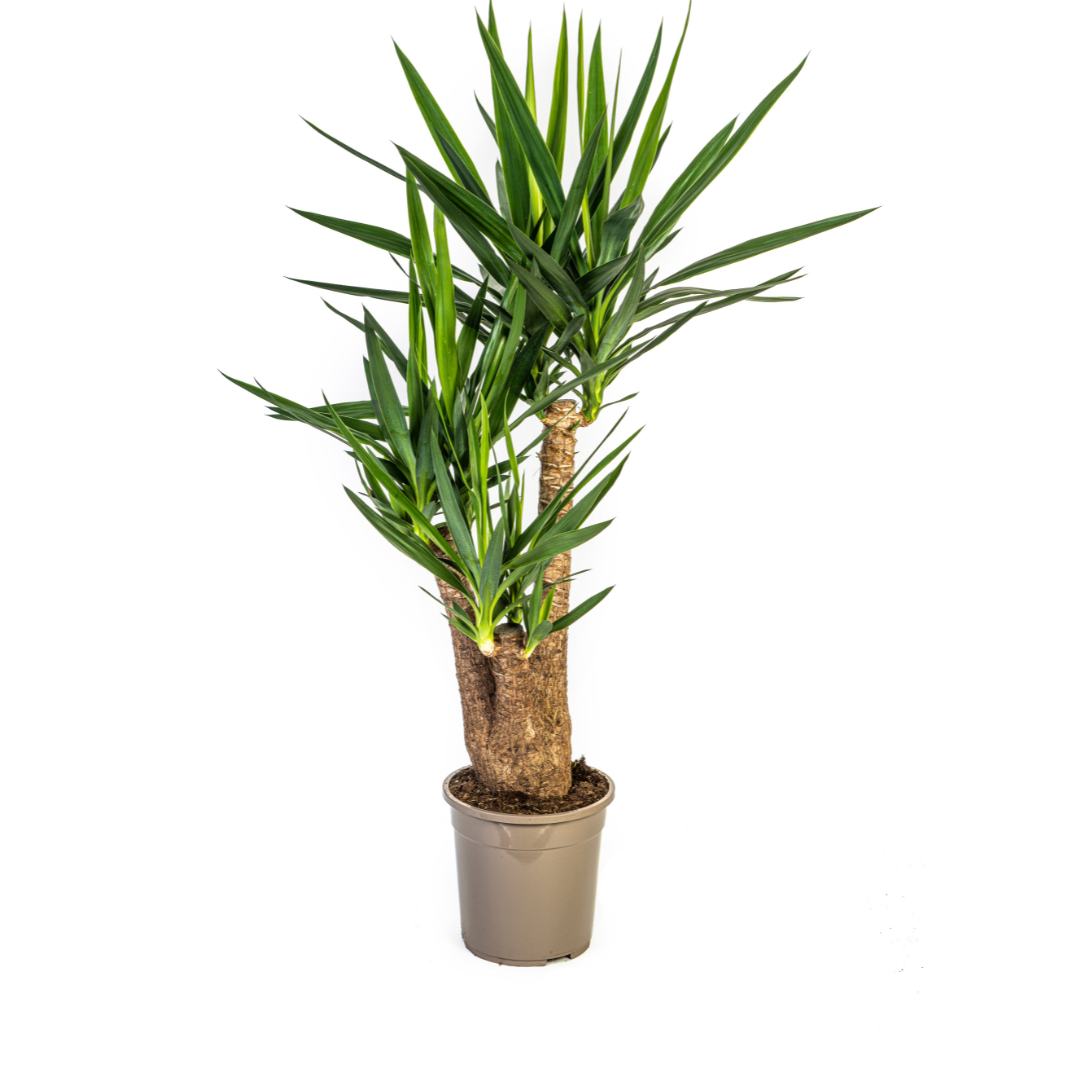 Yucca elephantipes Verzweigt – Ø24 cm, 80–100 cm hoch