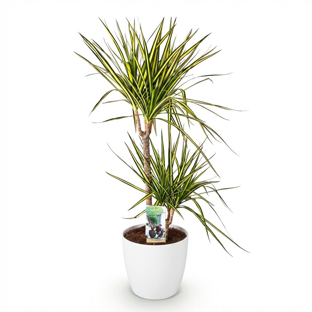 Dracaena Sunray (Drachenbaum) im weißen Potter-Übertopf – Ø 21 cm, 90–100 cm hoch