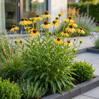 Echinacea paradoxa (zonnehoed) – geel – 6 planten, Ø11 cm, 15–25 cm hoog