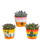 Echeveria mix – Ø11 cm, 21 cm hoog