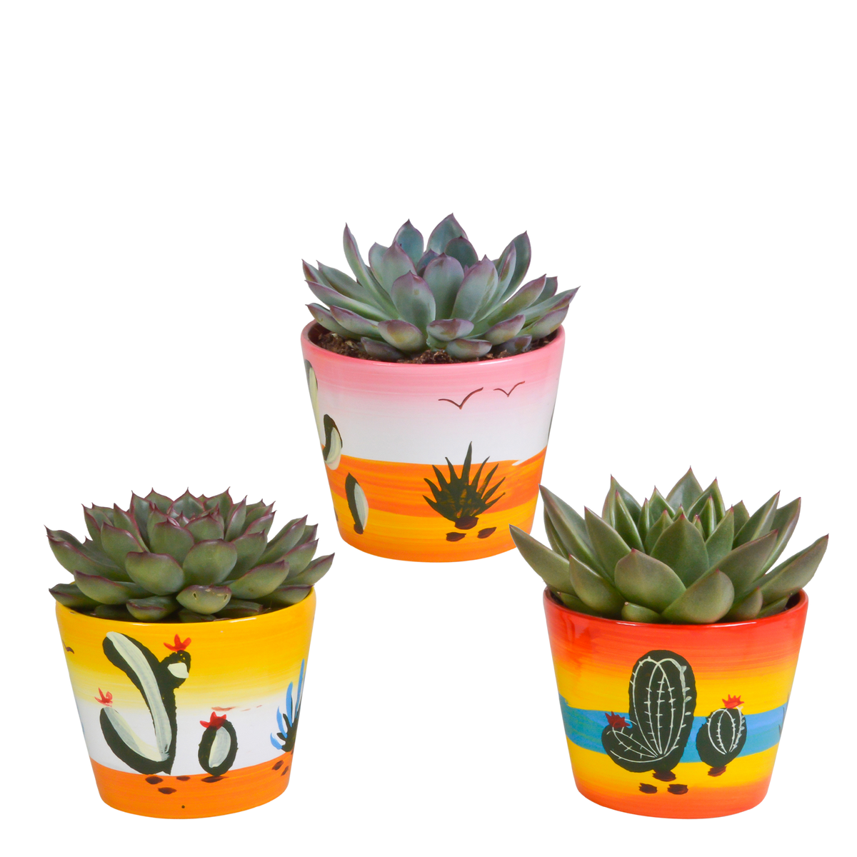 Echeveria mix – Ø11 cm, 21 cm hoog