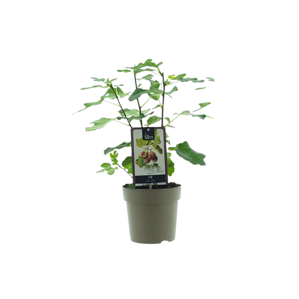 Ficus 'Precose De Dalmatie' (fig tree) – Ø15 cm, 40 cm high