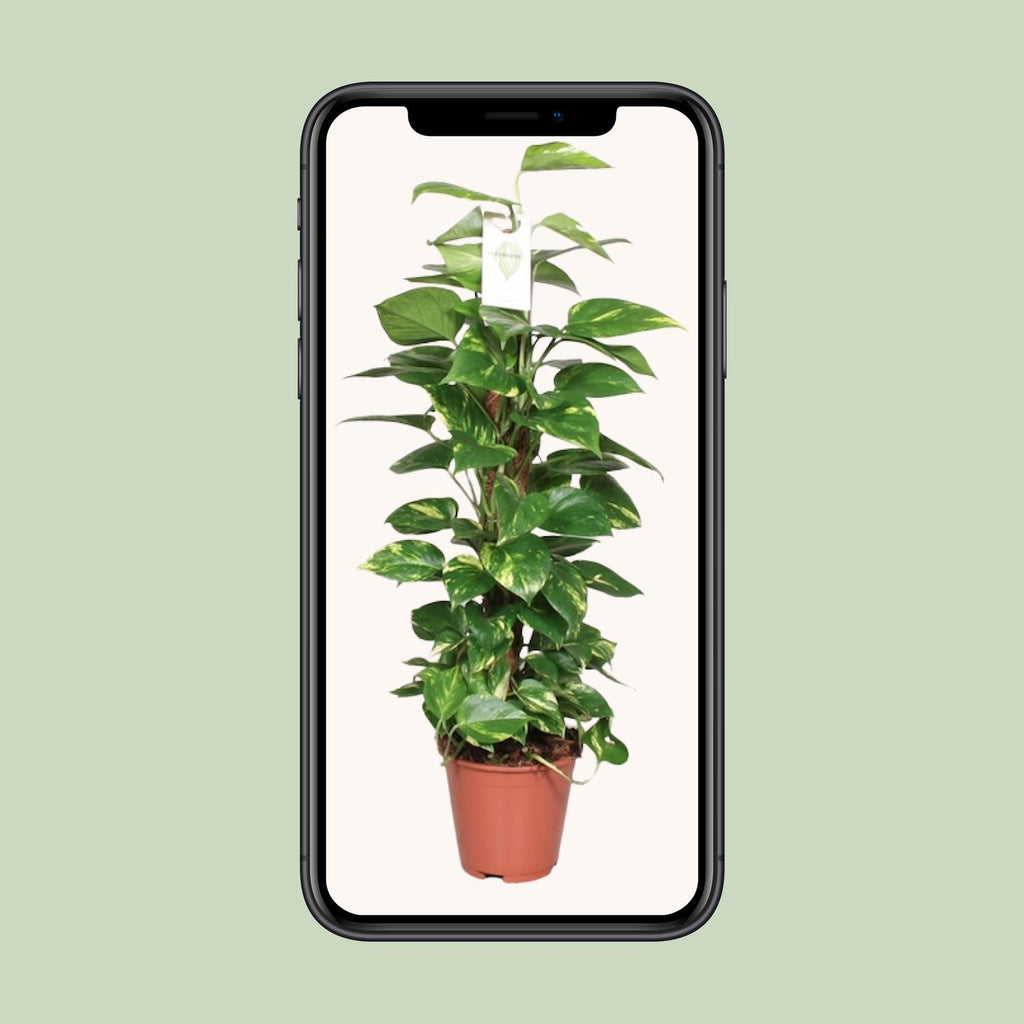 Epipremnum Pinnatum 80cm (scindapsus) – Ø19 cm, 80 cm hoog
