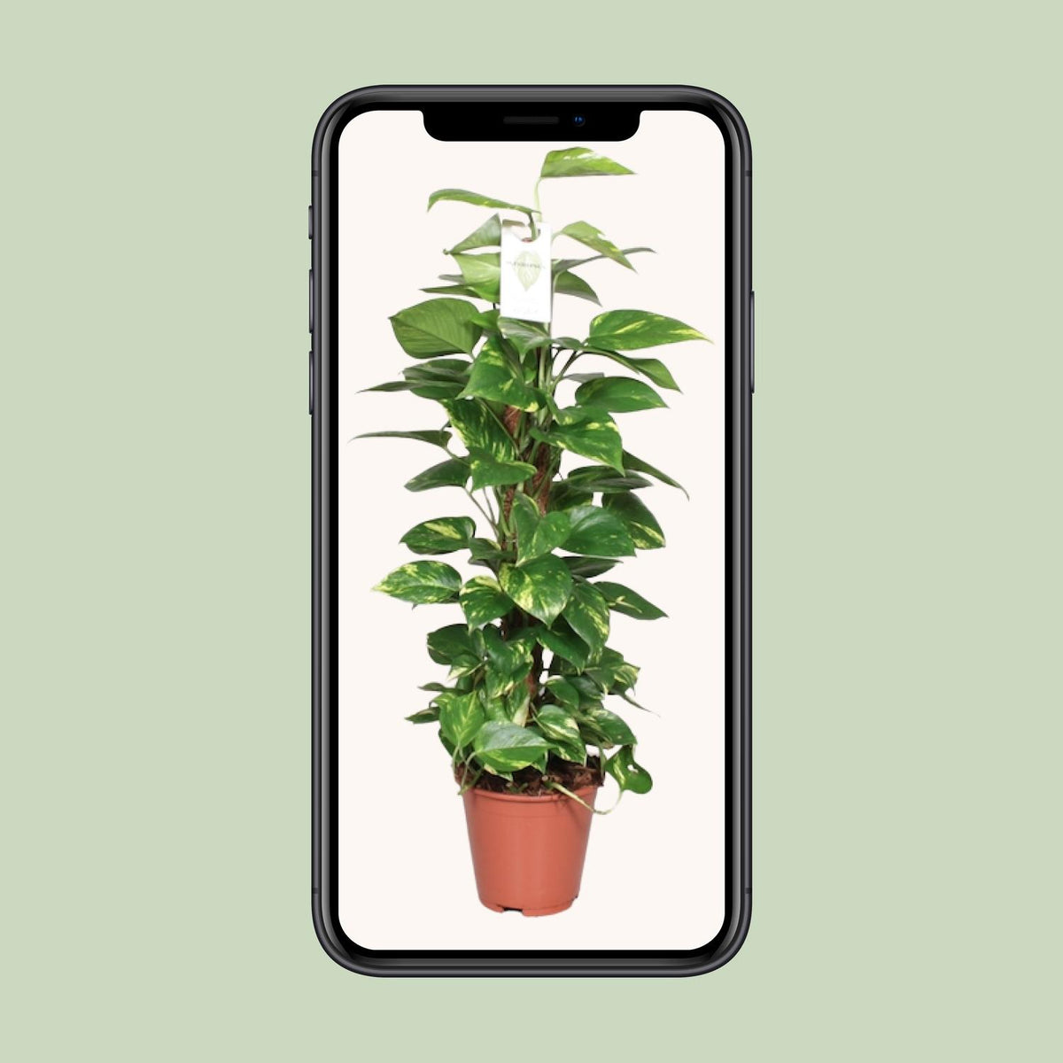 Epipremnum Pinnatum 80cm (scindapsus) – Ø19 cm, 80 cm høj