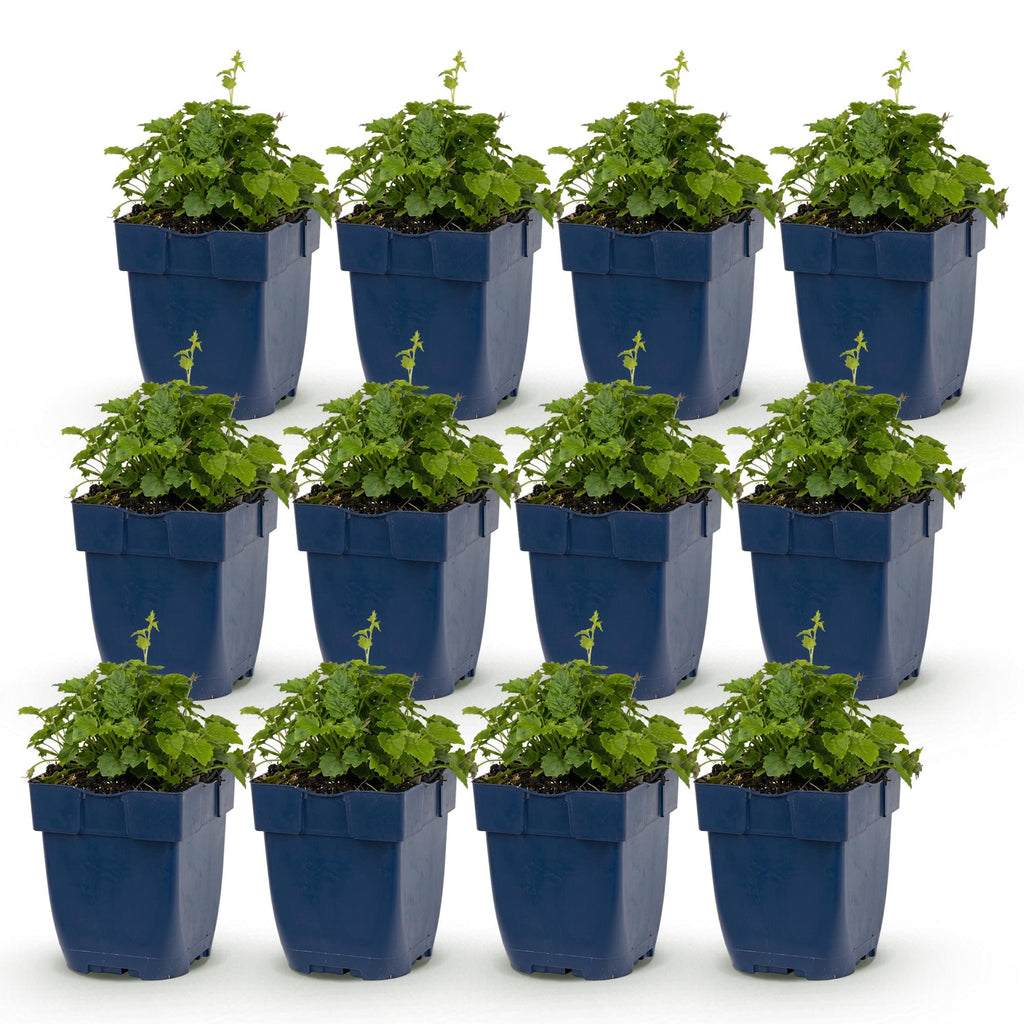 Campanula poscharskyana 'Lisduggan Variety' (klokke) – hvid – 12 planter, Ø11 cm, 15–25 cm høj