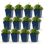 Campanula poscharskyana 'Lisduggan Variety' (klokke) – hvid – 12 planter, Ø11 cm, 15–25 cm høj
