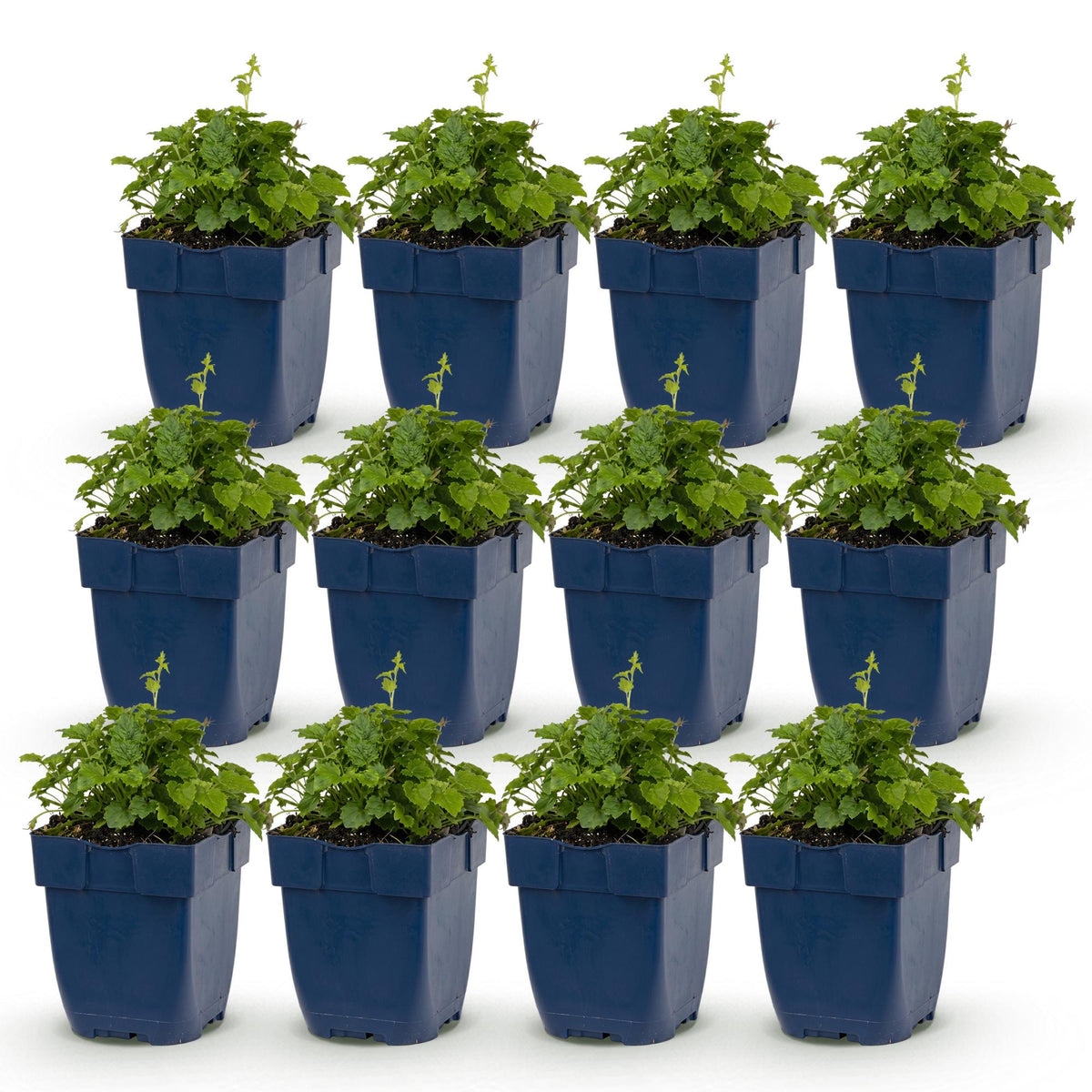 Campanula poscharskyana 'Lisduggan Variety' (bellflower) – white – 12 plants, Ø11 cm, 15–25 cm high