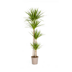 Dracaena marginata Green (arbre dragonnier) – Ø27 cm, 170–190 cm de haut