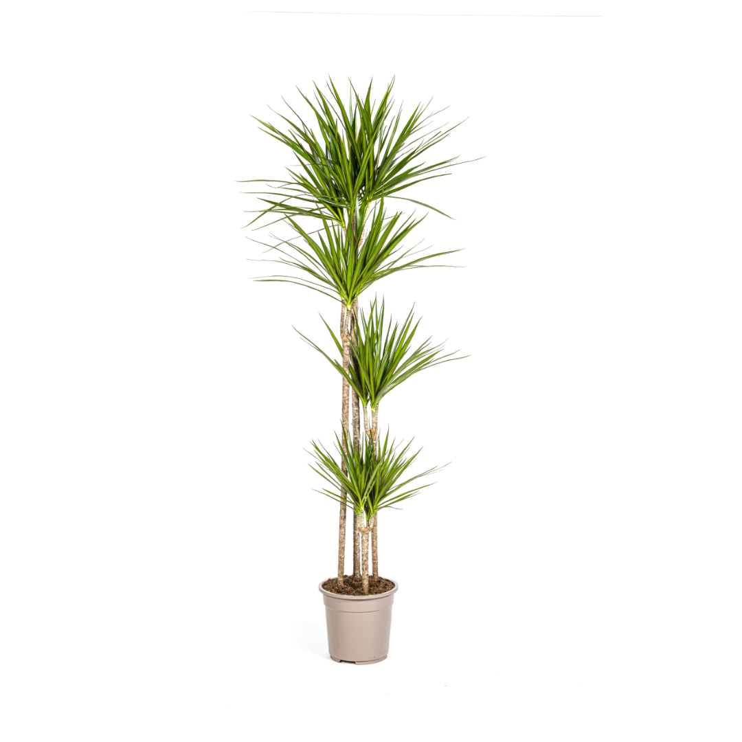 Dracaena marginata Green (drakenboom) – Ø27 cm, 170–190 cm hoog