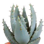 15× Cactus and succulent mix (Cactaceae) in terracotta pot – Ø6 cm, 13 cm high